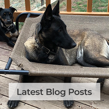Latest Blog Posts on Fine Dog Living